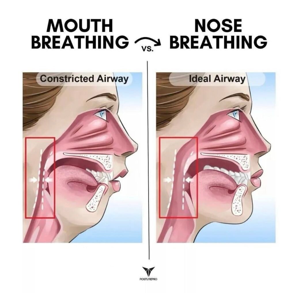 Diagram comparing mouth breathing and nose breathing airways, showing a constricted airway in a mouth breather versus an ideal airway in a nose breather. Educational illustration demonstrating the impact of breathing patterns on airway health, tongue posture, jaw development, and facial growth.
